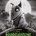 Picture of a movie: Frankenweenie