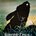 Picture of a movie: Watership Down