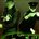Picture of a TV show: The Green Hornet